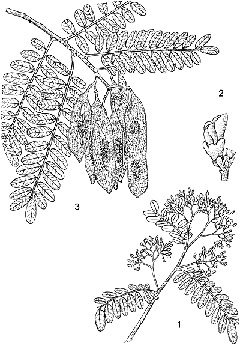 Dalbergia monticola Hazovola, tsiandalana, voamboana